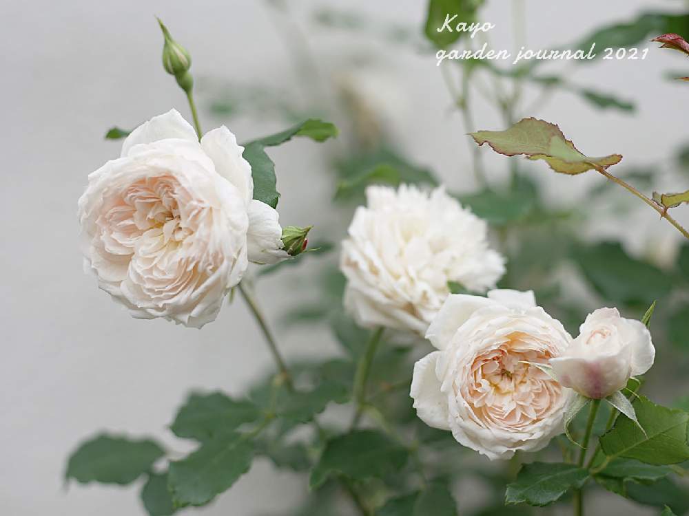 小さな庭の画像 by kayoさん | 小さな庭とバラと花千鳥と自慢のバラ_2021とばら バラ 薔薇とマイガーデンとバラのある暮らしとナチュラルガーデンとミラーレス一眼とナチュラルスタイルとガーデニングと花のある暮らしとお花のある生活とバラ・ミニバラとロザリアンとバラを楽しむとアップルローゼス