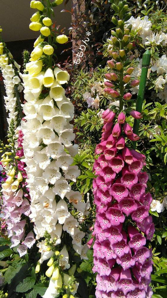 お出かけ先の画像 by ももりんさん | お出かけ先とグリーンモンスター越え‼️と花マニアとジギタリスの花と大谷選手頑張れ❗️と花中毒と植中毒と花のある暮らしと植物マニア