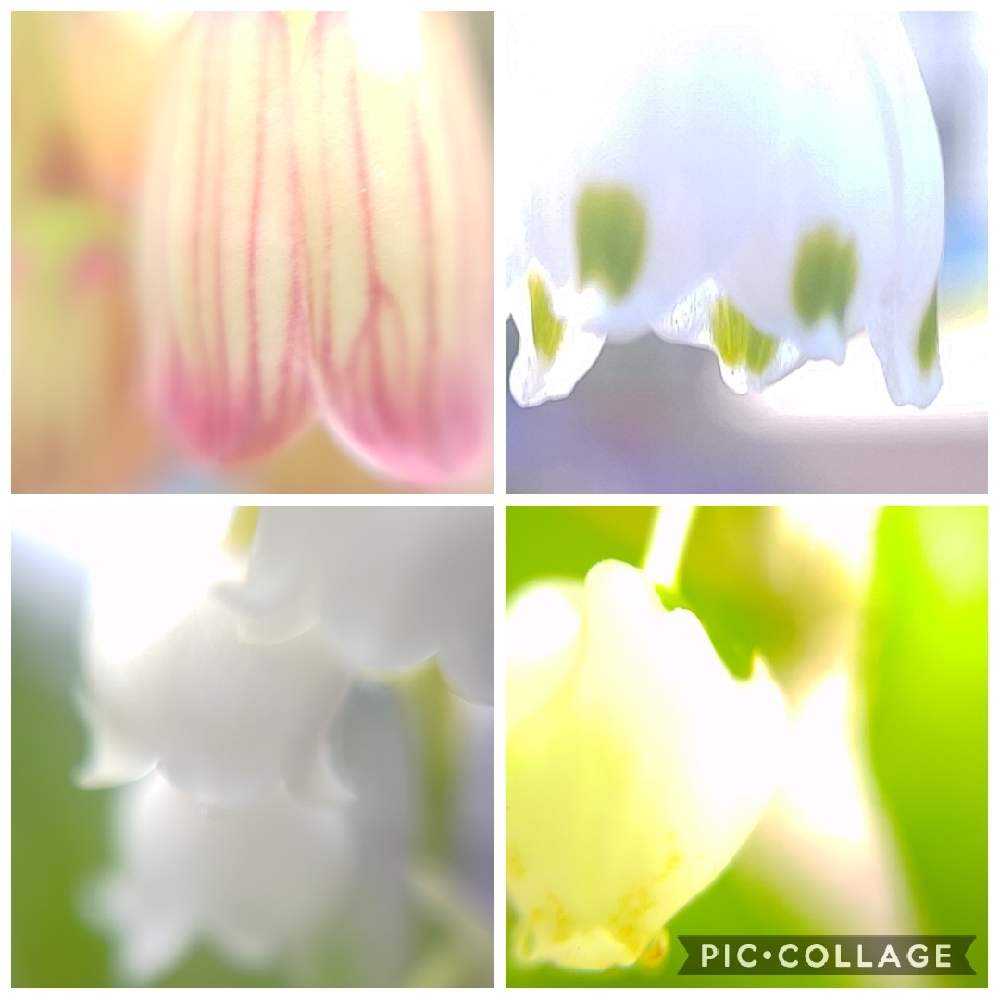 の画像 by *hiro*さん | スズランとスノーフレークとドウタンツツジとサラサドウダンと庭パトと可愛い花とおうち園芸とマクロ撮影とピンクチーム✨と♯マクロ撮影と♯和の趣きと花のある暮らしと白チーム✨
