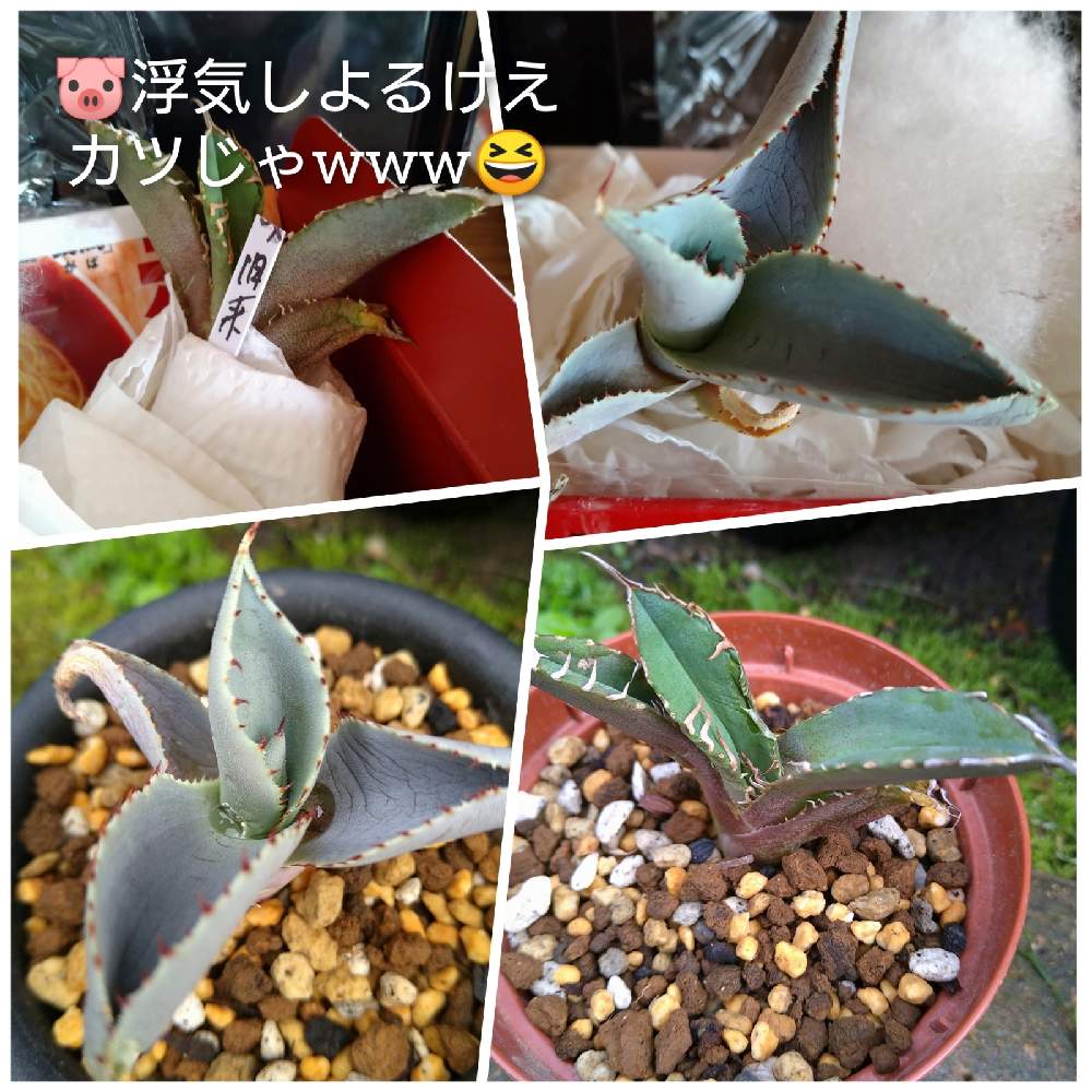 小さな庭の画像 by きゅうちゃんさん | 小さな庭と多肉植物と素敵便と滋賀県とバラと夢CLUBと狂豚さんからの素敵便とご縁に感謝とアガベラブとアガベ沼に来ないかとアガベはいいぞーと沼の住人