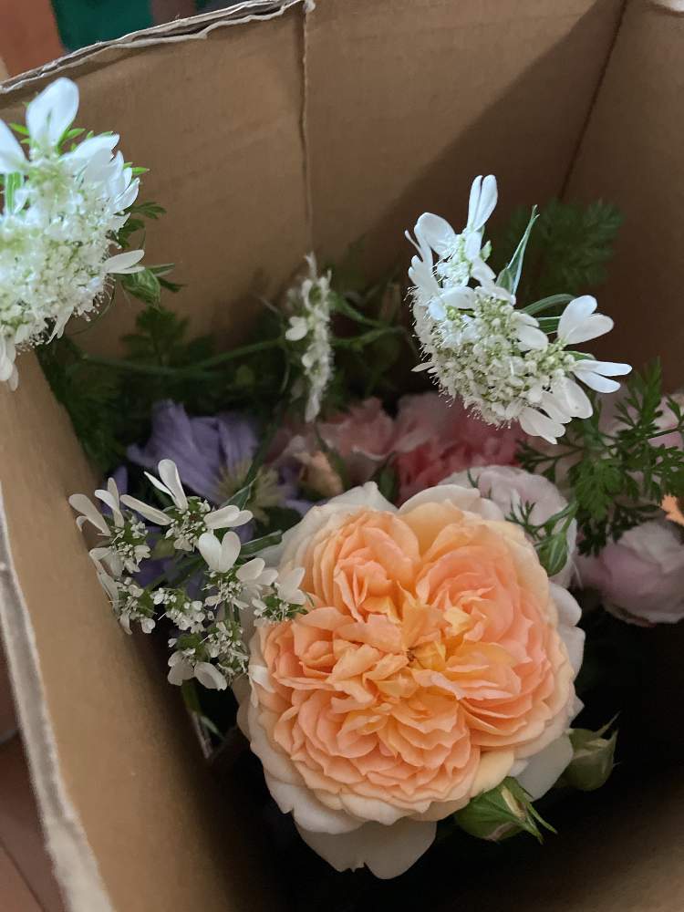 部屋の画像 by メイさん | 部屋とバスシーバ バラと薔薇愛同盟とばら大好きとバラと夢CLUBと花のある暮らしとばら 薔薇 バラと薔薇大好きとばらに魅せられて