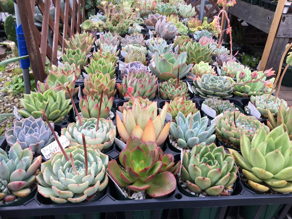 インテリアの画像 by greenjamさん | インテリアと多肉植物と観葉植物とGREEN JAMとfoliageplantと多肉植物のある暮らしと植中毒と越谷と多肉女子と多肉植物とサボテンと観葉植物のある暮らしと錦玉園と珍奇植物と観葉植物専門店と多肉が欲しがる鉢