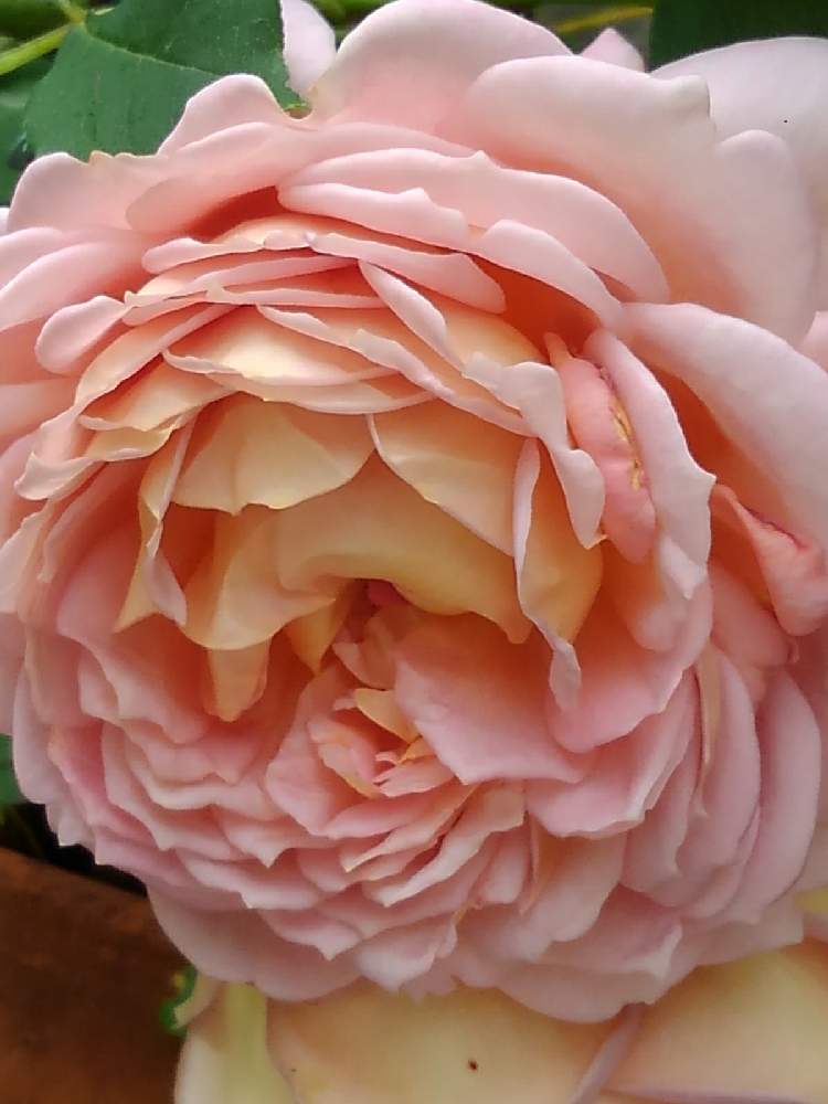 お出かけ先の画像 by びぃびさん | お出かけ先と薔薇と今日も有り難う♥️