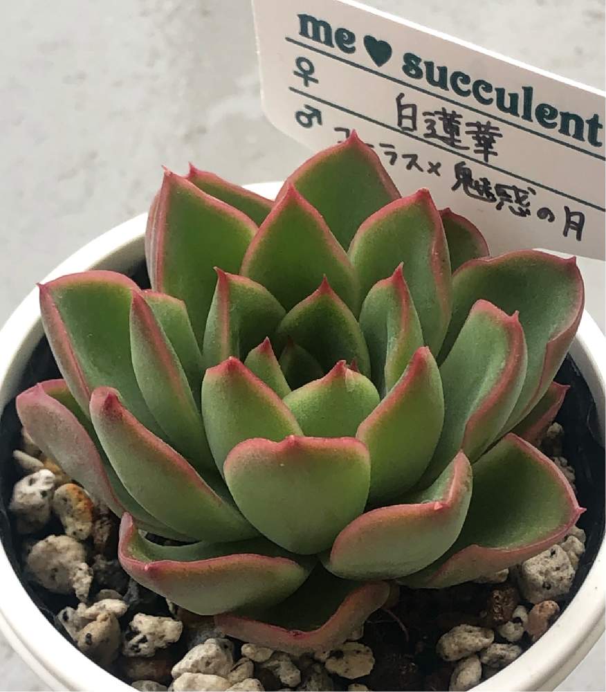 バルコニー/ベランダの画像 by mituwaさん | バルコニー/ベランダと多肉植物とme♡succulentと交配種と趣味家とおうち園芸とつながる輪と白蓮華×(コ-ラス×魅惑の月)と多肉植物 エケベリア