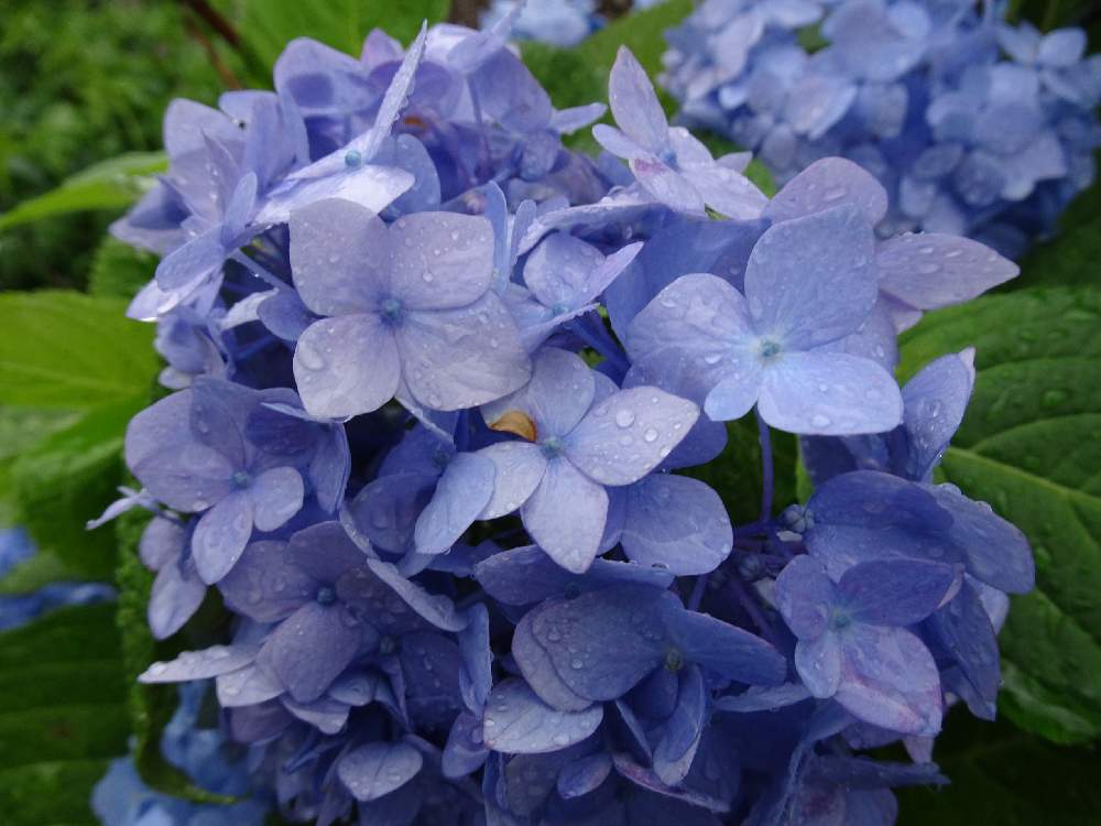 小さな庭の画像 by specialさん | 小さな庭とアジサイ科 アジサイ属と熊本からと紫陽花 アジサイ あじさいと花言葉とアジサイ 紫陽花と熊本から各地へ☺️とアジサイ科