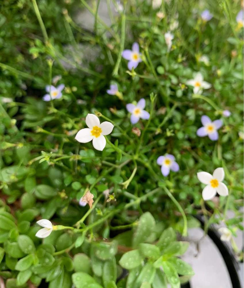 お出かけ先の画像 by erika.life with flowersさん | お出かけ先とヒナソウと花言葉とお花のある暮らし