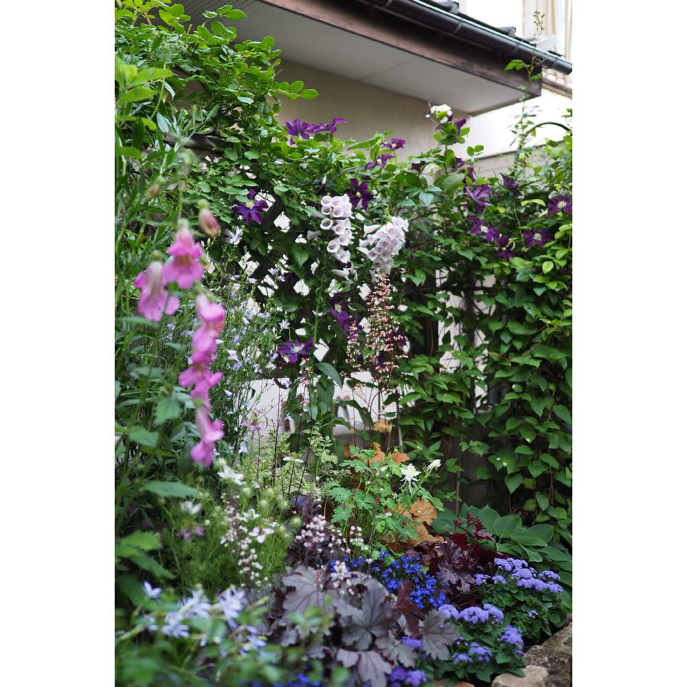 小さな庭の画像 by 我楽多さん | 小さな庭といつもの箱庭(メインの花壇)とOM-D E-M1Ⅱと五月の箱庭とOLY 17mm F1.2