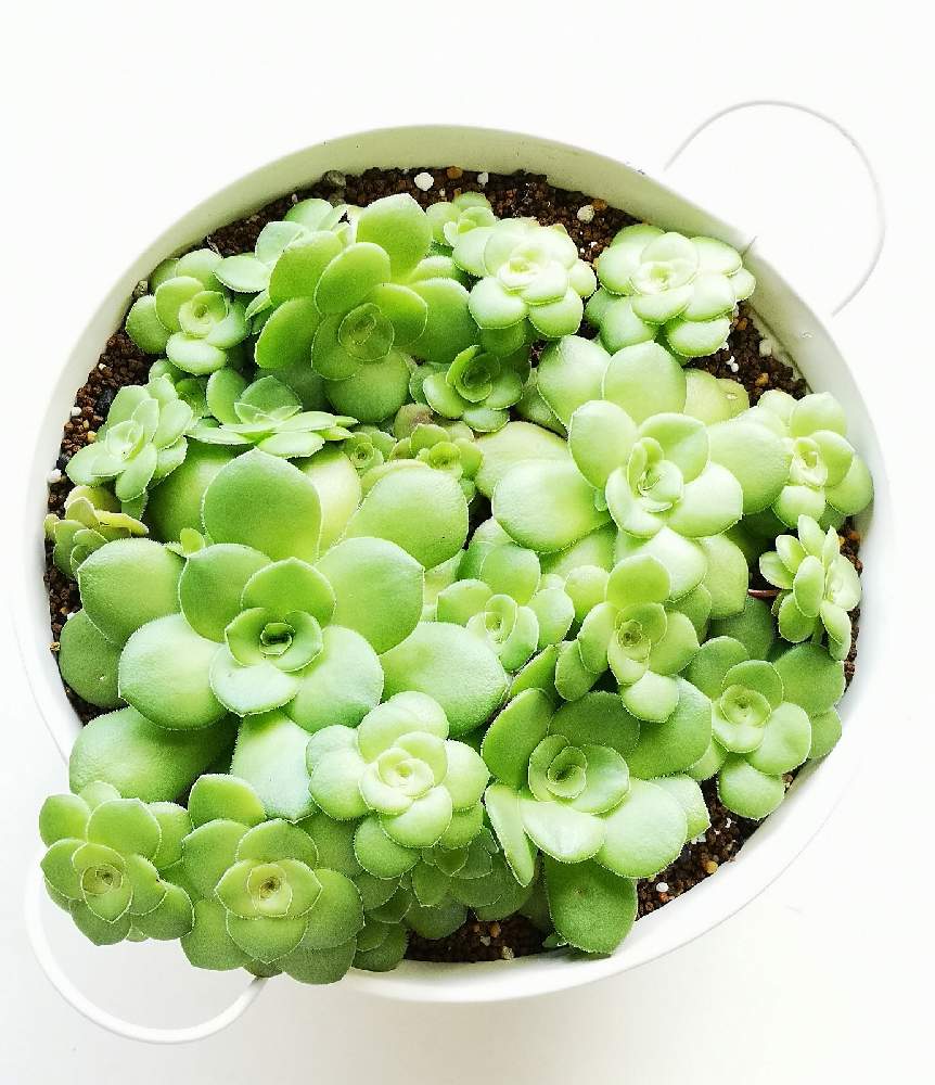 玄関の画像 by eyeさん | 玄関とCrassula orbicularisとオルビキュラリスとオルビクラリス.とオルビクラリスとクラッスラ属 オービキュラリスと☆eye☆あ行とクラッスラ属とCrassula orbicularisとCrassula orbicularis Lと三重県とコメリとクラッスラ属オルビキュラリスとカクト・ロコ産とホムパトとカクト・ロコと☆eye☆170とホムパト(ホームセンター パトロール)と⭐eye⭐クラッスラ属と南アフリカ西ケープ州と⭐eye⭐寄せ植え