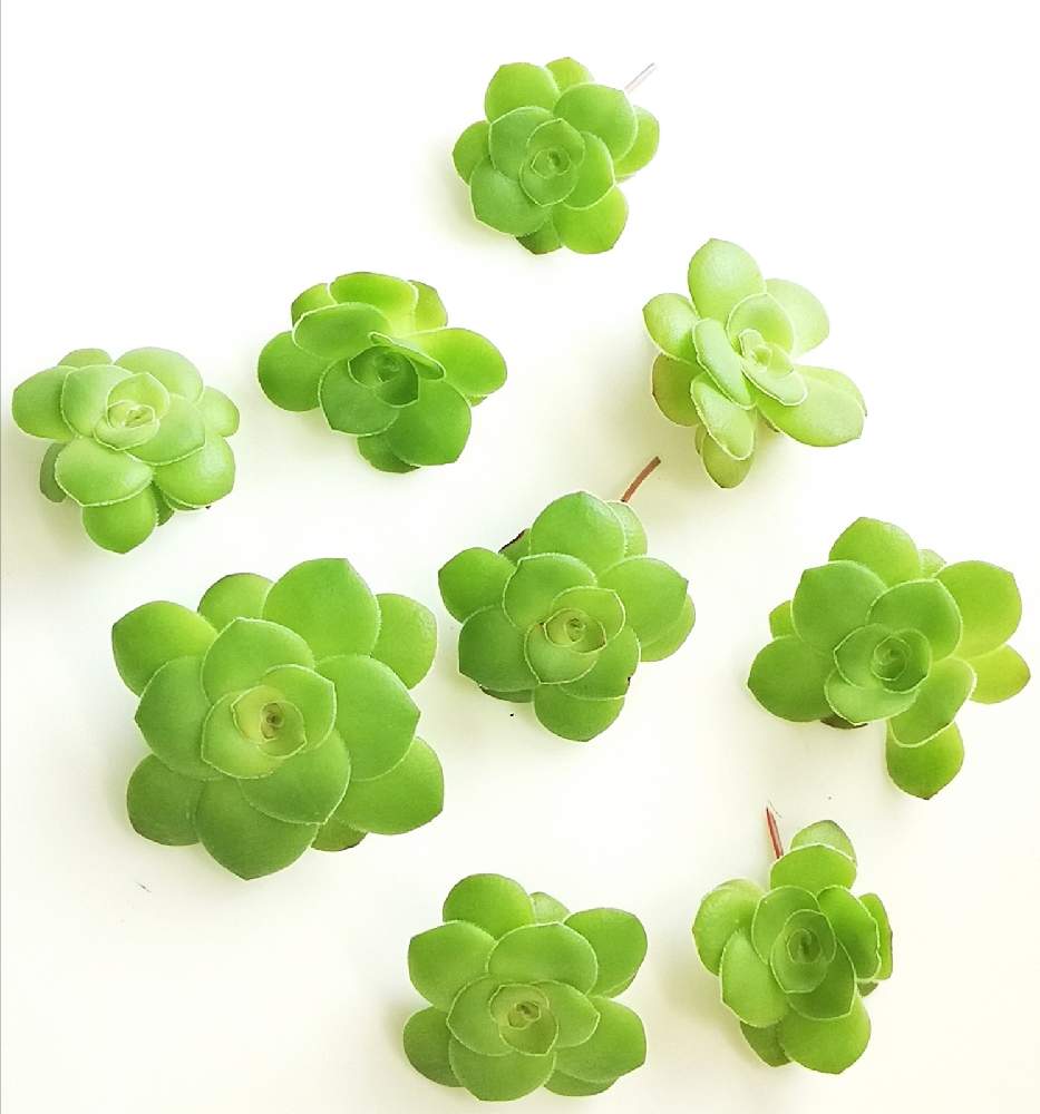 玄関の画像 by eyeさん | 玄関とオルビキュラリスとCrassula orbicularisとオービキュラリスとオルビクラリス.とオルビクラリスとクラッスラ属 オービキュラリスとPlantZAfriaと☆eye☆あ行とクラッスラ属とCrassula orbicularisとCrassula orbicularis Lと三重県とコメリとクラッスラ属オルビキュラリスとカクト・ロコ産とホムパトとカクト・ロコと☆eye☆170とホムパト(ホームセンター パトロール)と⭐eye⭐クラッスラ属と南アフリカ西ケープ州