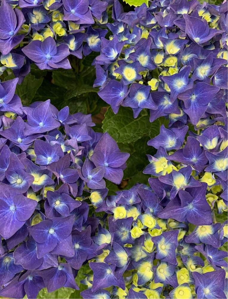 の画像 by kazuさん | アジサイ ディープパープルと散歩と近所のお花屋さん