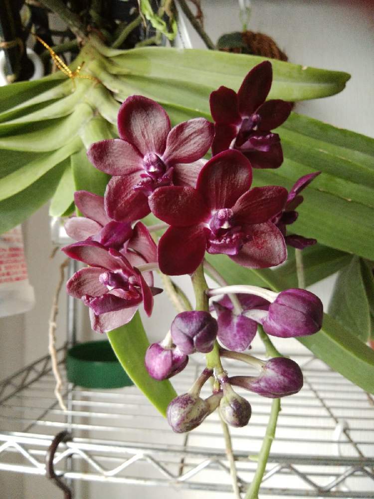 窓辺の画像 by オツベルさん | 窓辺とVandachostylis Colmarieと香る蘭と着生ランとラン科とorchidとヤフオクと香りの蘭と着生と根っこと蘭の沼と麻紐給水とバンダ系交配種と洋ランといい香りとバンダ蘭 と高橋園芸と蘭の底無し沼と根っこフェチ