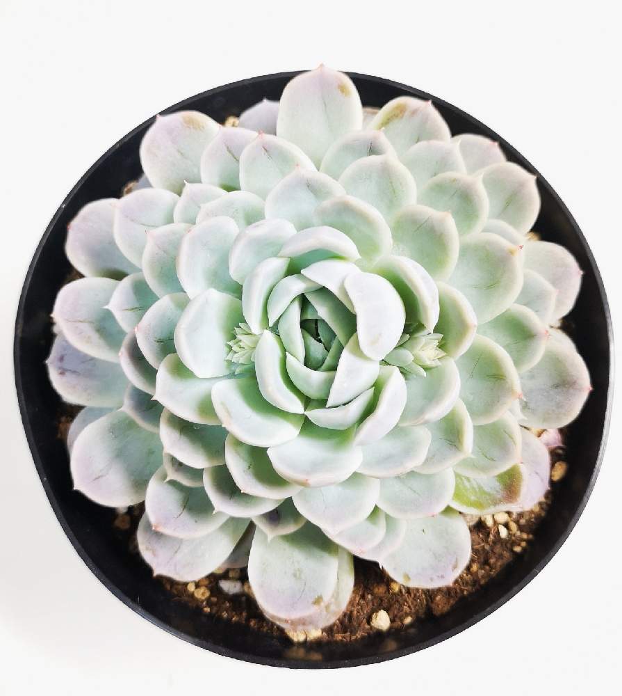 玄関の画像 by eyeさん | 玄関とEcheveria 'Arctic Ice'とアークティック アイスと八ヶ岳 GREEN ROOMと☆eye☆あ行とアークティック アイスと☆eye☆エケベリア属と☆eye☆緑タグ GREEN ROOMとAltman Plantsとド真ん中祭りとEcheveria 'Arctic Ice'とエケベリア属と北極の氷とGREEN ROOMと☆eye☆交配種と☆eye☆ふるさと納税・GREEN ROOMとBromelia Gifuと☆eye☆1650と八ヶ岳セレクションとブロメリア・ギフ.とふるさと納税・富士見町と八ヶ岳育ち多肉植物・5号と☆eye☆交配親不明