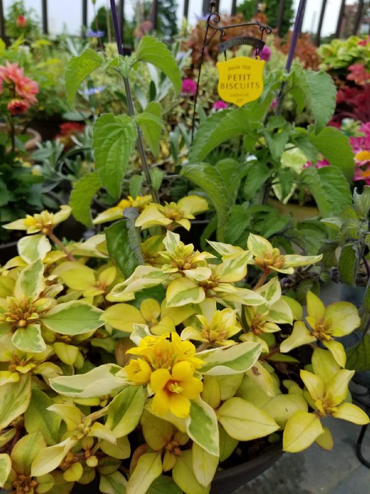 の画像 by Etsuさん | リシマキア・リッシーとお花に癒されると小さな黄色のお花と寄せ植えとちいさな幸せ♡とおうち園芸と緑のある暮らしとみどりに癒されると我が家のお花たちと花のある暮らしとかわいいと自宅屋上
