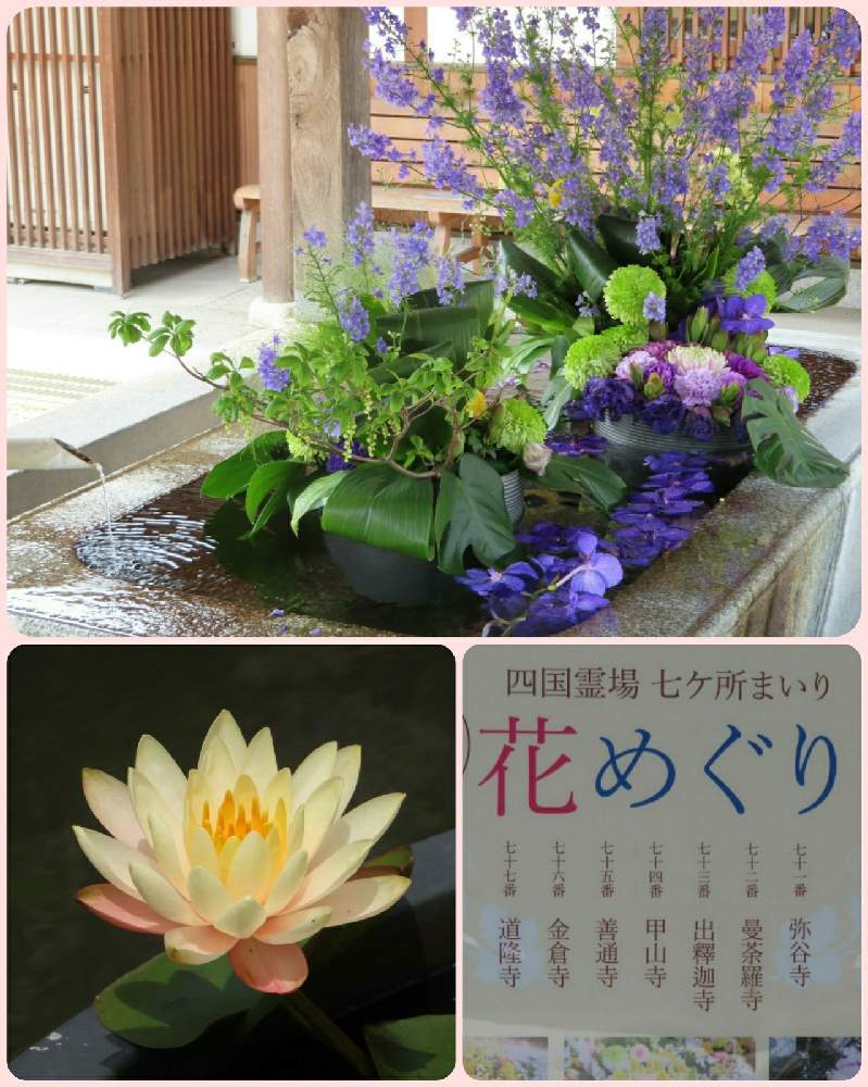 お出かけ先の画像 by ふくちゃんさん | お出かけ先とスイレンと花手水*とワクワクの花たちと新型コロナウィルスに負けるなと可愛い花と明日はきっと良い日になるとウォーキング中と花のある暮らしと四国霊場88ヶ所とうどん県人会