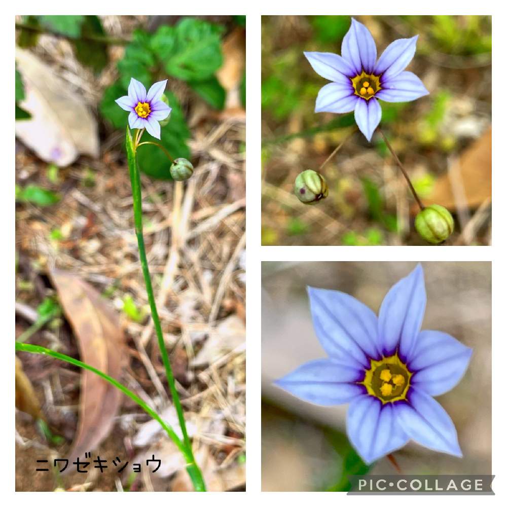 お出かけ先の画像 by にこさん | お出かけ先と山野草とおさんぽとはなのある暮らしと山野草大好き協会と大好きなお花と花のある暮らしとお散歩とオオニワゼキショウの花