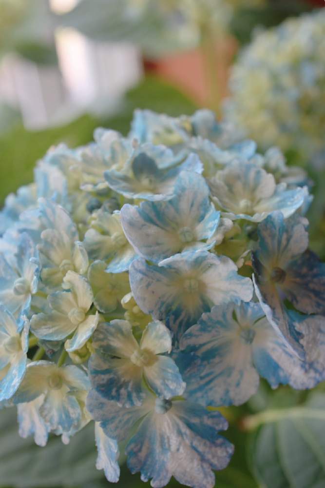 の画像 by momoさん | 紫陽花 あじさい アジサイといつもありがとう♡と紫陽花 有松としぞーか勢と絞り模様と紫陽花 アジサイ あじさいと美しいと綺麗と素敵な出会いに感謝と毎日楽しく