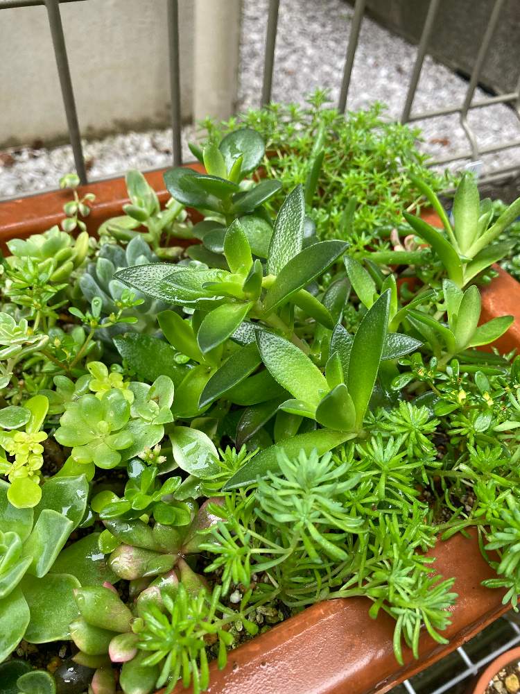 小さな庭の画像 by ポンちゃんさん | 小さな庭と多肉植物いろいろとセダムいろいろとあれやこれやとなんやかんやと多肉植物と多肉男子と多肉2年目と多肉大好きと週末ガーデナーと新型コロナウィルスに負けるなと園芸男子と多肉のある暮らしとおうち園芸と可愛い多肉ちゃん❤︎と週末は多肉事