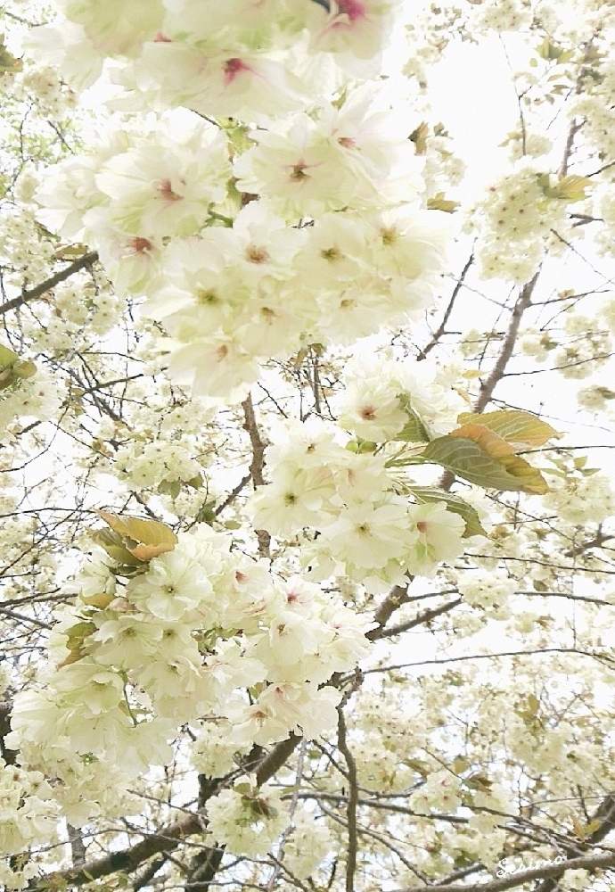 お出かけ先の画像 by セリモさん | お出かけ先と桜大好きとさくら2021年春とお花大好き♡と八重桜満開とさくら 桜 サクラとバラと夢CLUBといやし♪と『2021桜』フォトコンテスト