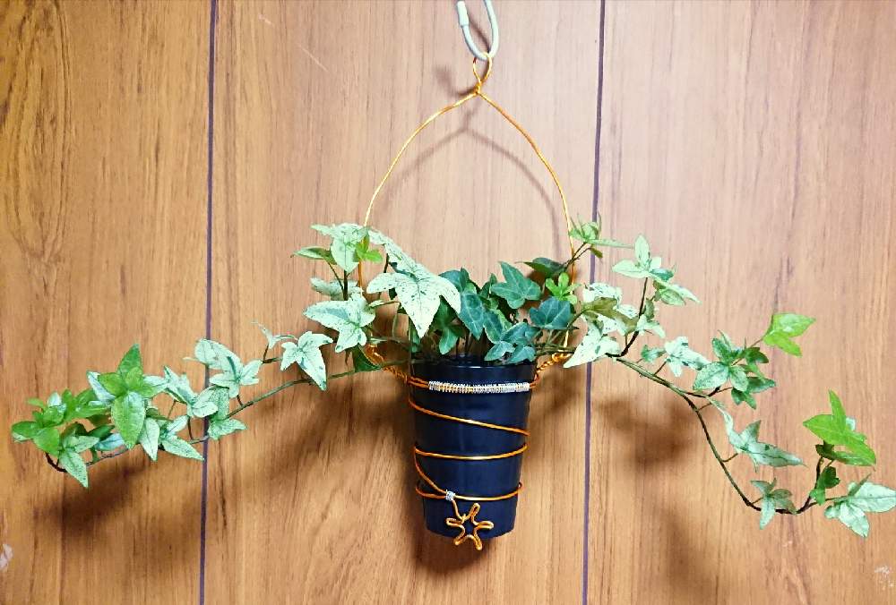 部屋の画像 by kellyさん | 部屋と手作りと観葉植物と癒しと植中毒と工作と植物好き