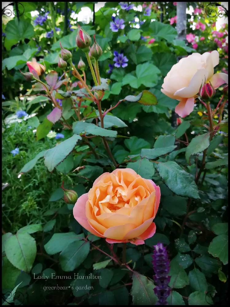 小さな庭の画像 by greenbear*さん | 小さな庭とバラとレディエマハミルトンとバラと宿根草とばら バラ 薔薇と薔薇愛同盟とデビッドオースチンと薔薇に魅せられてとバラ大好きと薔薇のある暮らし♡とバラ 鉢植えとバラ好きさんと繋がりたいと2021 greenbear*'s Rosesとイングリッシュガーデンに憧れてと2021 GSでバラ園とイングリッシュ・ローズと香りの良いバラと成長記録と花のある暮らしとかわいいな♡とロザリアンといい香り♡と咲いた!