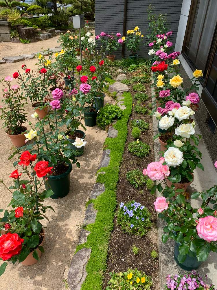 小さな庭の画像 by アラパンさん | 小さな庭とバラと薔薇とみどりのある暮らしとGSでお買い物と観葉植物と植物のある暮らしとばら バラ 薔薇と庭に咲く花と家庭菜園とGS映えとおうち園芸とミドリとガーデニングと花のある暮らしと自家製野菜と家庭菜園奮闘日記とGREEN UP!