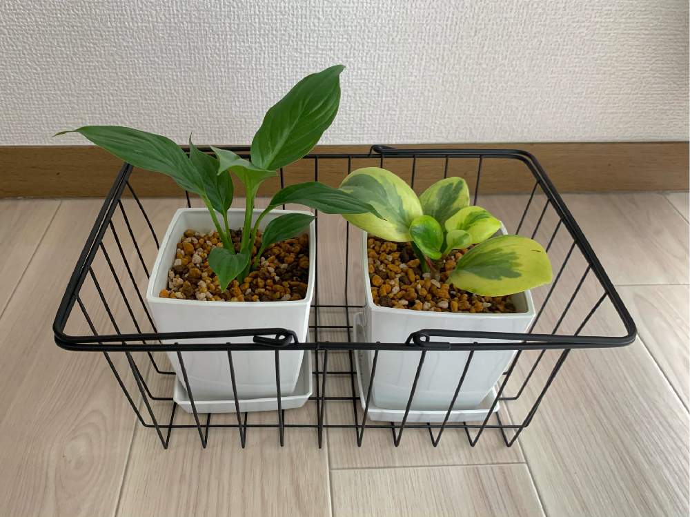 窓辺の画像 by ユカさん | 窓辺とスパティフィラムとペペロミアと観葉植物と初心者と100均観葉植物