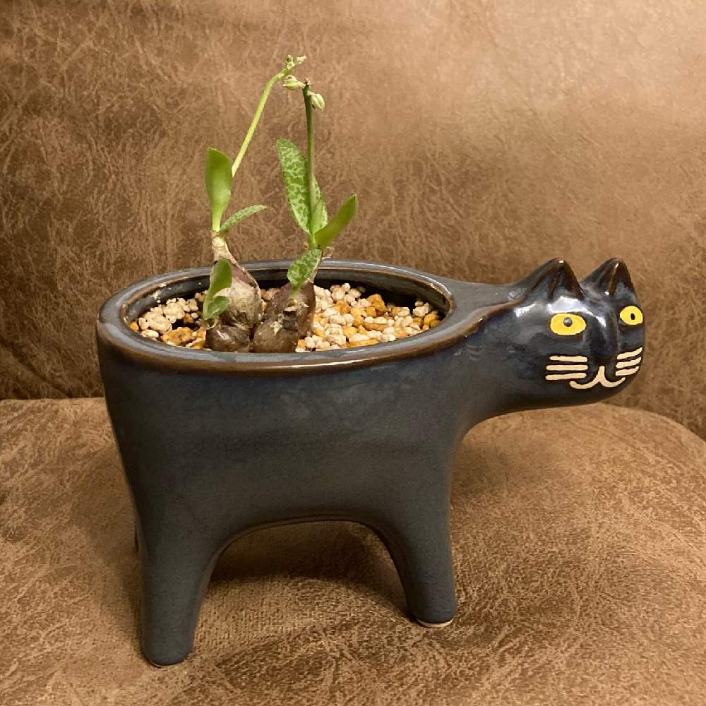 部屋の画像 by SAORIさん | 部屋とレデボウリア・ソシアリスと多肉植物と観葉植物と葉っぱと観葉植物好きと大きくなあれと元気に育て!とリビングとリビングルームと可愛いとインテリアグリーン