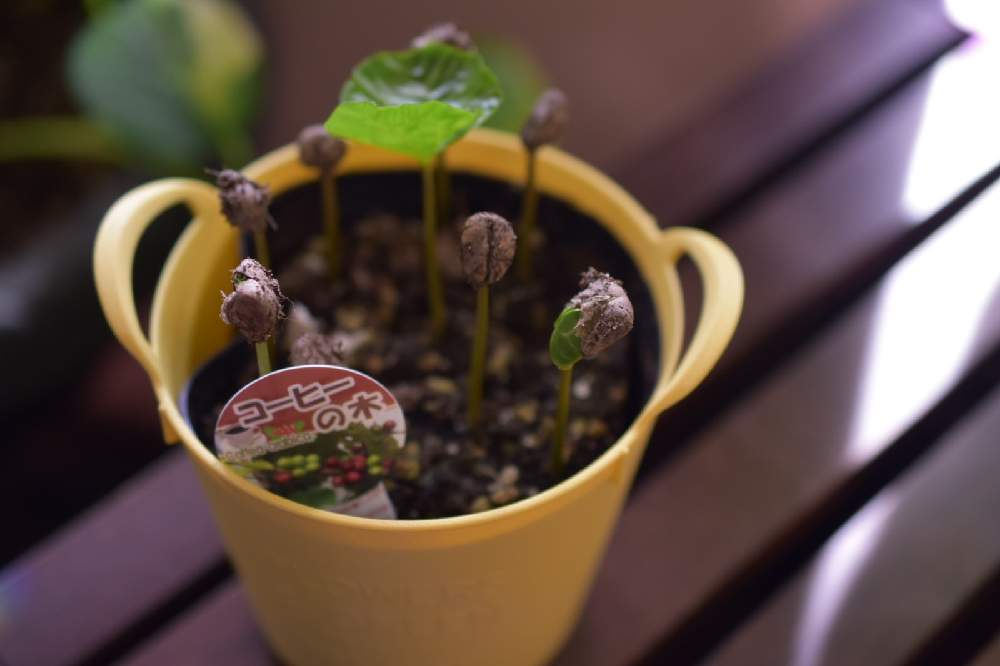 窓辺の画像 by ROSSOさん | 窓辺とコーヒーの木と福岡と観葉植物と窓辺の植物たちと美容室と西陽とジャングル化計画とDIYと新芽