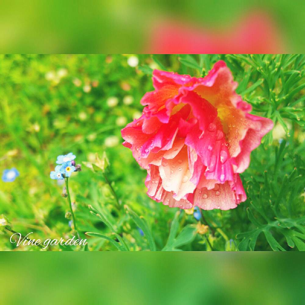 小さな庭の画像 by ツル植物だらけの庭さん | 小さな庭と花菱草とカリフォルニアポピーとタイシルク アップルブロッサムシフォンインプとカラフルと色鮮やかな花と秋まき種とこぼれ種から育つ花と初開花