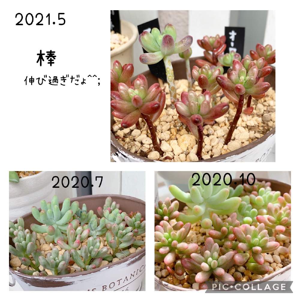 バルコニー/ベランダの画像 by mimirinさん | バルコニー/ベランダとオーロラと乙女心と多肉植物と癒しと緑のある暮らしと多肉女子と小さな小さな庭と北海道と多肉初心者