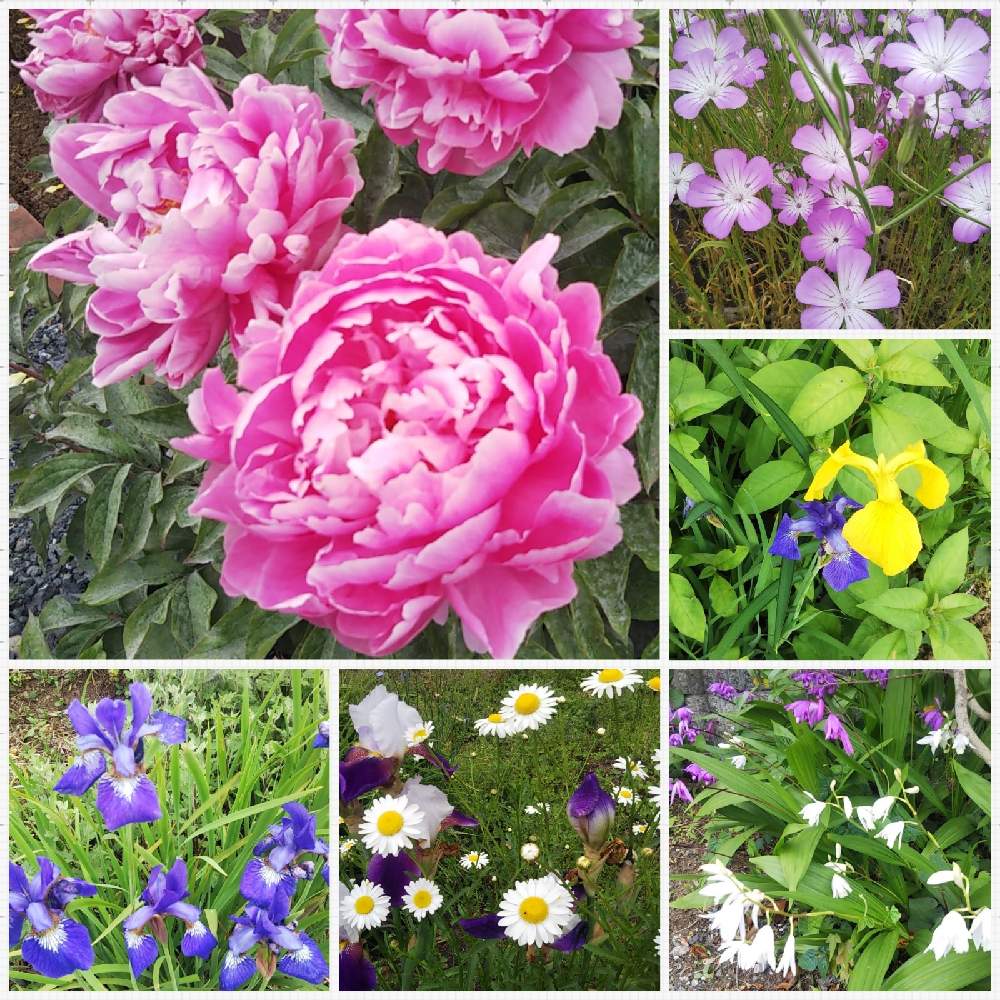 お出かけ先の画像 by 南の風さん | お出かけ先と シランとハナショウブ♡と除虫菊のお花と埼玉県日高市と花のある暮らしとシャクヤクピンク