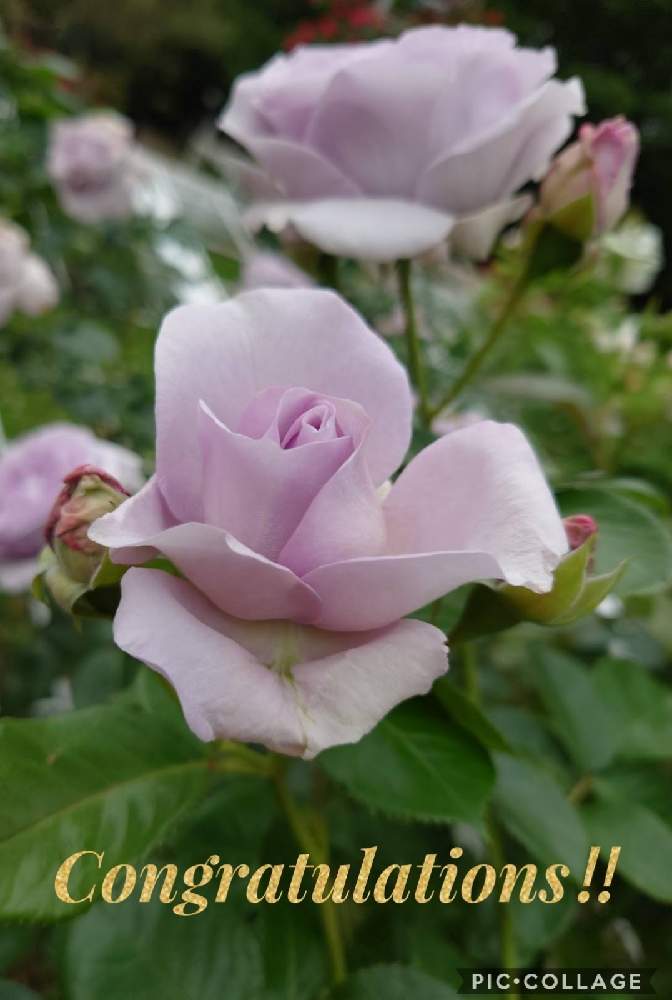 お出かけ先の画像 by カタカゴさん | お出かけ先とばらとバラ、薔薇、ばらと薔薇ツル・ブルーバユーとお祝いpicと今日も笑顔で♡と2019同期と代々木公園と医療・介護の皆様に感謝と薔薇愛同盟と㊗️まんまドーラさん1900picと素敵な花とお花大好きとチーム・ブルーNo.024ときれいとありがとう医療従事者の方々としあわせ運べるようにとみんな負けないで!と月曜日にはバラをと青い花マニアとチーム・ブルーと良い香りと青薔薇マニア