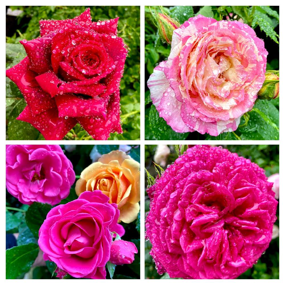 小さな庭の画像 by いい香さん | 小さな庭と花のある暮らしと薔薇のある暮らし♡とばら バラ 薔薇