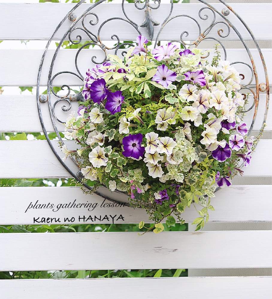 の画像 by Kaeru no HANAYAさん | 寄せ植え教室とカエルのはなやとハンギングバスケットとウォールバスケットとギャザリング教室とプランツギャザリングと寄せ植えとハンギングバスケット教室とギャザリング寄せ植えとギャザリングとギャザリングレッスンと花のある暮らし