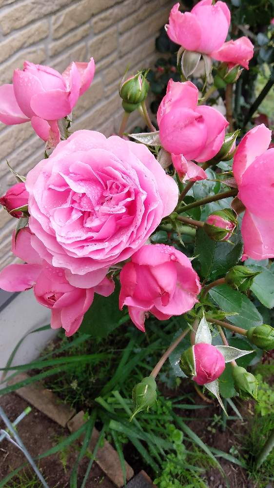 広い庭の画像 by chikoriさん | 広い庭と薔薇 レオナルドダヴィンチと自慢のバラ_2021と堆肥作りと雑草大好きとおうち園芸とおうちにいようと庭のばらと花のある暮らしとレオナルド・ダ・ヴィンチ
