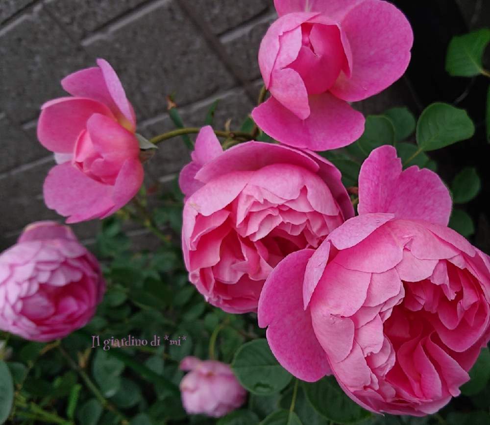 小さな庭の画像 by *mi*さん | 小さな庭とバラの庭とばら バラ 薔薇と薔薇のある暮らし♡とバラ好きと2021 GSでバラ園と鉢薔薇とピンクのばらとERとバラを楽しむ