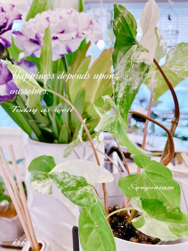 部屋の画像 by アィリィさん | 部屋と新葉と観葉植物と シンゴニウムと葉っぱと緑のある暮らしと生花と成長記録と斑入り葉っぱ