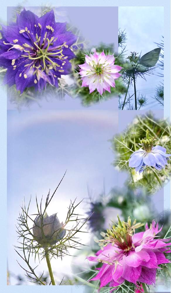 の画像 by 京紫さん | ニゲラの花と青い花と今日のお花と蝶と植物❤︎とハロ現象と青空と植物❤︎とハロと植物❤︎とピンク色の花と❥植物❥空模様❥コラボ❥と白い花といやし♪と青空とiPhone撮影と逆光と逆光好き❤︎