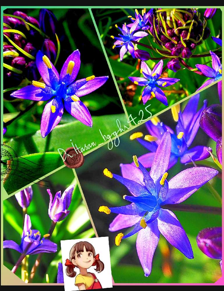 お出かけ先の画像 by bgghr425さん | お出かけ先とシラーベルピアナ(大蔓穂)おおつるぼとやんちゃペコ13thirteenとオオツルボと311を忘れない。とペコ13と青・紫系とペコちゃんと七郷堀界隈