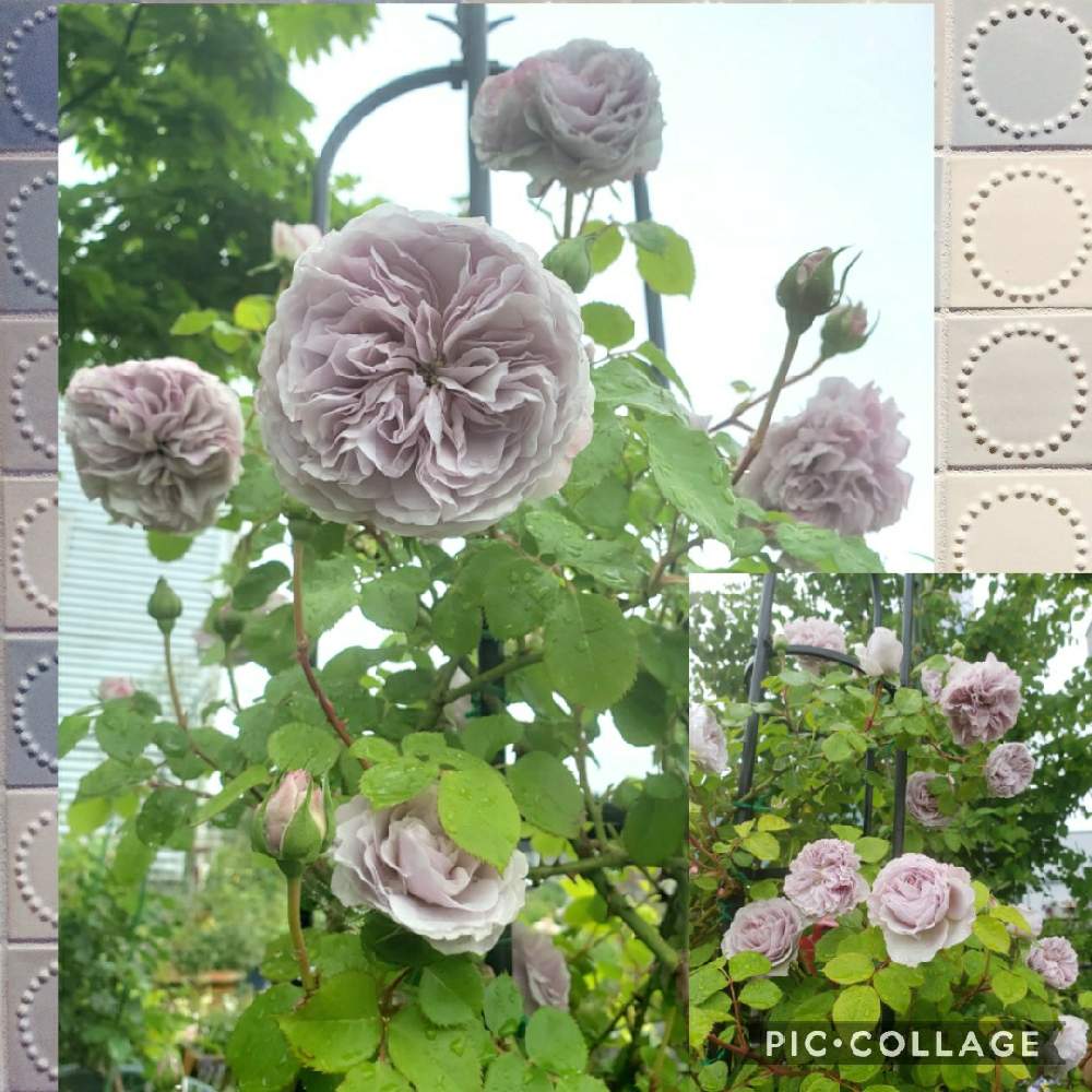 の画像 by miyabinさん | バラと薔薇とバラ カラーオブジュピターとばらと雪国とバラ初心者とばら バラ 薔薇とネコ好きとmiyabin’s garden 2021とバラのある暮らしとGS映えとおうち園芸と植中毒と新米ロザリアンと2021 GSでバラ園といい香りと花のある暮らしと薔薇♪
