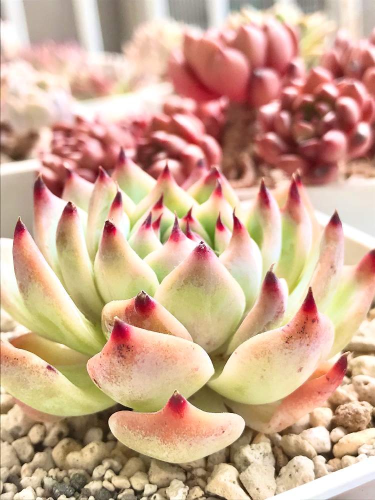 バルコニー/ベランダの画像 by A‘_'Aさん | バルコニー/ベランダと多肉植物と桃太郎☆と#多肉#多肉植物#たにくと多肉植物癒しと多肉植物のある暮らしとエケベリア属と極狭ベランダと多肉植物ラブとかわいいとエケベリア 多肉植物と多肉植物大好きとエケベリア 桃太郎と多肉植物好きと多肉植物 エケベリアと多肉植物♡と今日の多肉植物と普及種