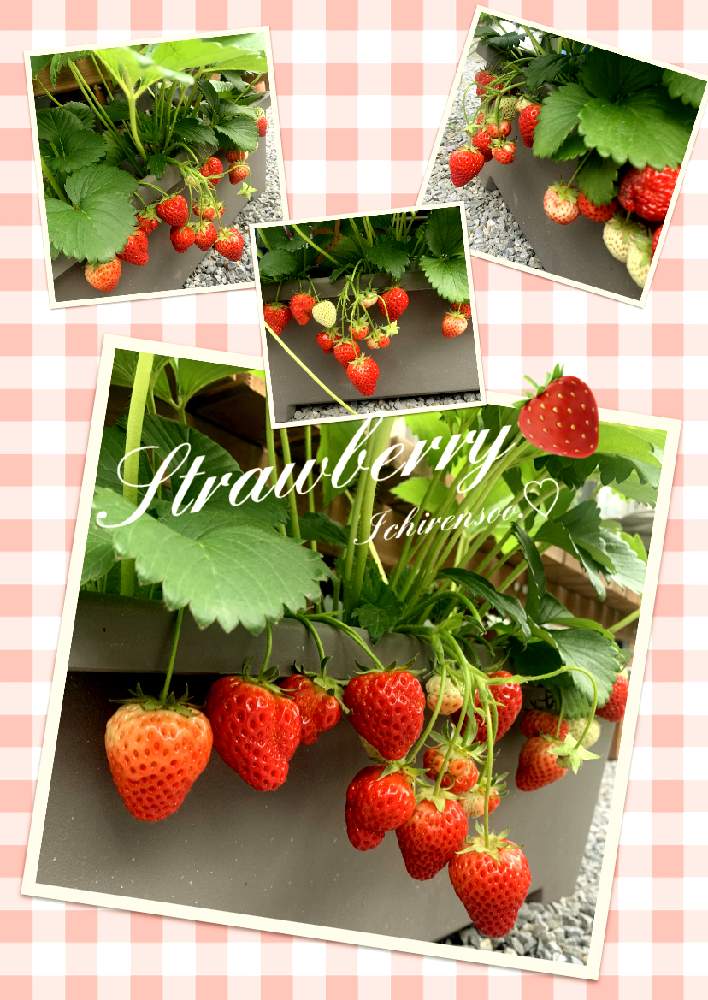 小さな庭の画像 by Ichirensoo.♡さん | 小さな庭といちごとGSforキッズとプランター菜園と植物のある暮らしと屋外とおうち園芸と小さな畑_2021と太陽の光を浴びてと楽しみ〜とかわいいな♡といちご狩り
