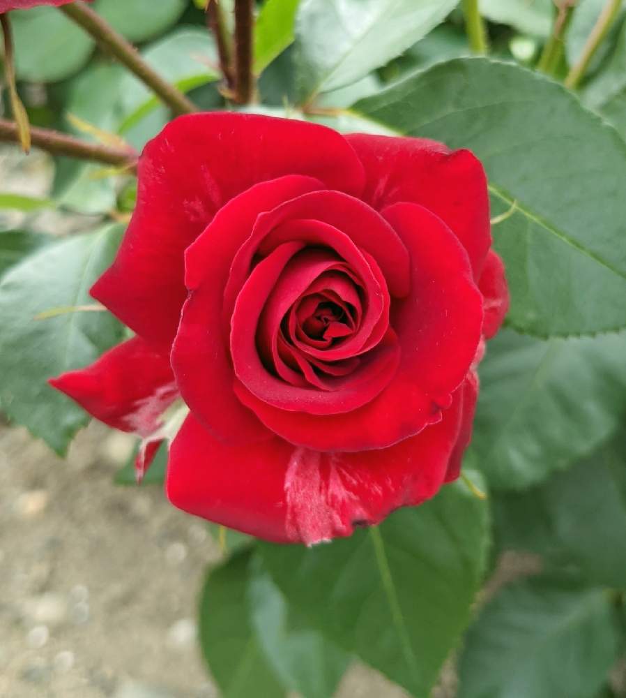 お出かけ先の画像 by ジュリアーノさん | お出かけ先とばらとばら バラ 薔薇と真っ赤なバラとニコロ・パガニーニ。と赤いばらとOLYMPUSとオリンパス ペンと真っ赤な火曜日と花のある暮らしとオリンパスとバラ・ミニバラとチームブルーNo.086