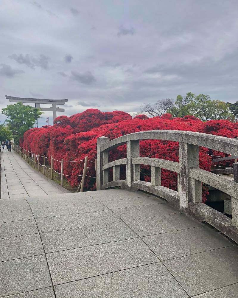 お出かけ先の画像 by Kay_Tama-gskさん | お出かけ先と霧島躑躅(きりしまつつじ)と神社仏閣と水辺と阪急沿線と長岡京市とカラフルと春の花たちと神社と鮮やか と春の景色と真っ赤と春の名残と京都と長岡天満宮と乙訓