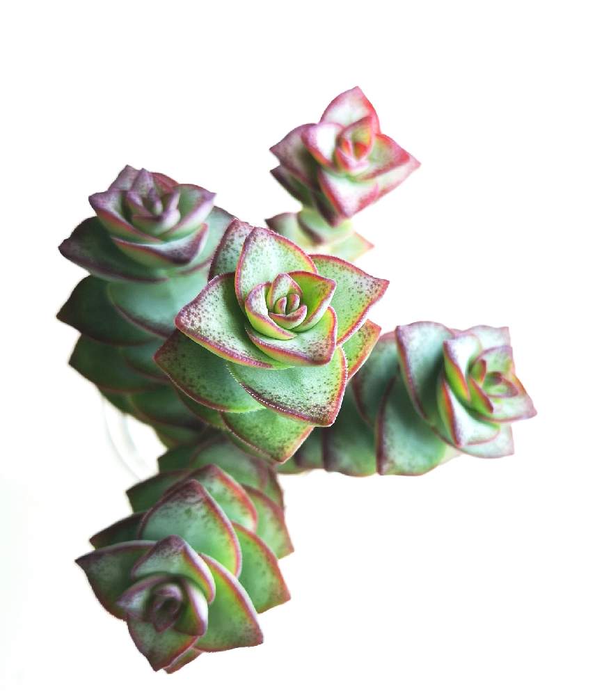 玄関の画像 by eyeさん | 玄関と星の王子とコンジュンクタとcrassula conjunctaとCrassula perforata 'conjuncta'とパーフォレータ.とCrassula perforata 'conjuncta'とコンジュンクタ❤︎と南アフリカ クワズールー ナタール州とクラッスラ属と☆eye☆か行といただきものと星乙女☆と☆eye☆Takayamaと南アフリカ西ケープ州とString of buttonsと南アフリカ東ケープ州とWorld of Succulentsとクラッスラ属 十字星と星の王子☆とNecklace vineと☆eye☆は行と⭐eye⭐クラッスラ属