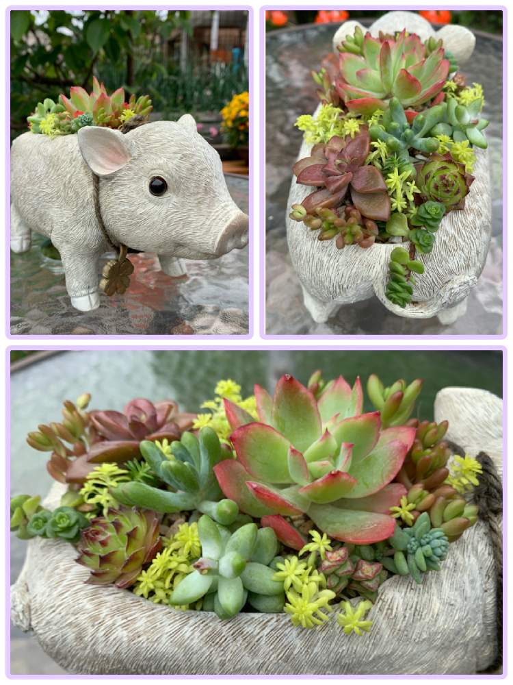 デスクの画像 by よしみんさん | デスクと多肉植物初心者とセダムマジョールと 虹の玉と嬉しい♪楽しい♪とブロンズ姫と センペルビウムとせダムゴールデンカーペットと可愛いブタさん♡と マルバマンネングサと多肉植物のある暮らしとエケベリア・ルエラとオトメゴコロとクラッスラ姫星とビアポップと癒し♡と初めての多肉寄せ植えと可愛い♡