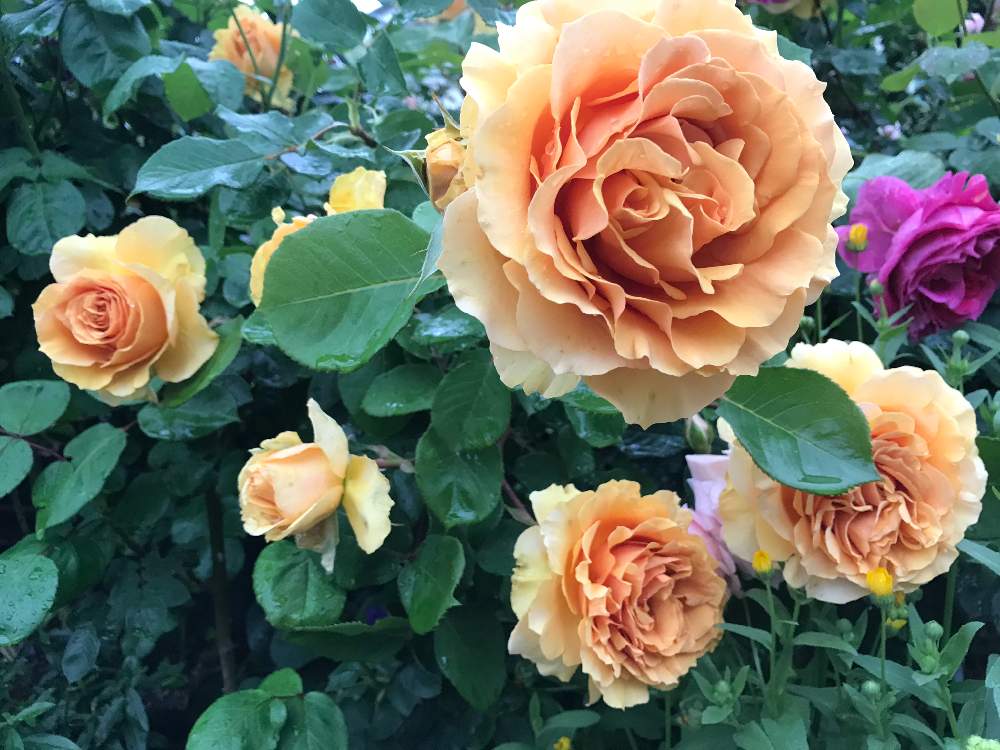 小さな庭の画像 by vogel ②さん | 小さな庭とガルーダとばら バラ 薔薇と寺西菊雄と水曜ローズショー