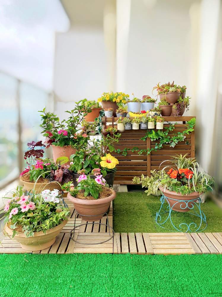 バルコニー/ベランダの画像 by ちゃみりーさん | バルコニー/ベランダと多肉植物と100均と人工芝と寄せ植えとベランダガーデニングと多肉植物寄せ植えと多肉植物のある暮らしとおうち園芸と季節のお花とマンションのベランダと花のある暮らしとウッドデッキパネル