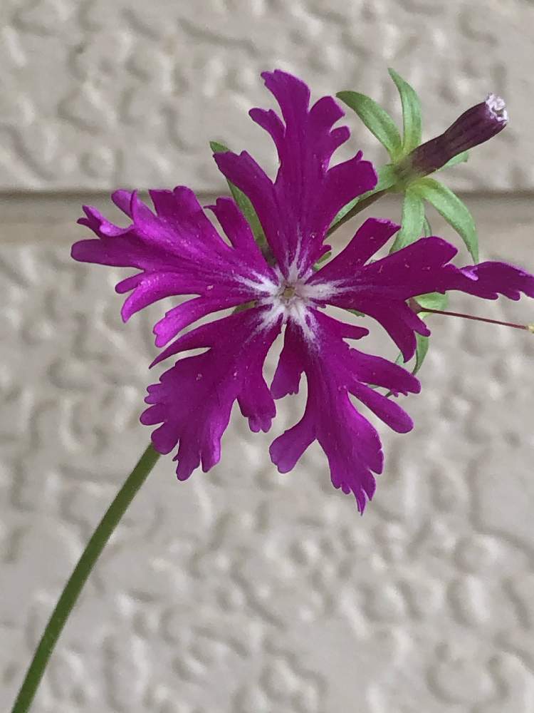 小さな庭の画像 by あかべーさん | 小さな庭と日本さくら草と日本の風景とお見事‼️とお花に感動と日本の植物たちとバッチリと新発見✨と知らなかったなぁと美しい✨✨と日本の花と綺麗だなぁ~