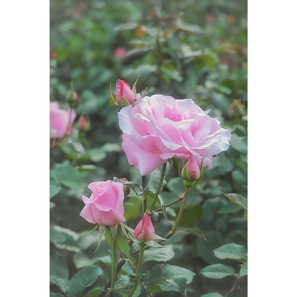 の画像 by nesoさん | 桃香とnesoの薔薇と与野公園と水曜ローズショーとローカルカメラマンかな?!(笑)と夜中にこっそりとFoveonと埼玉県さいたま市と三姉妹かわいい♡